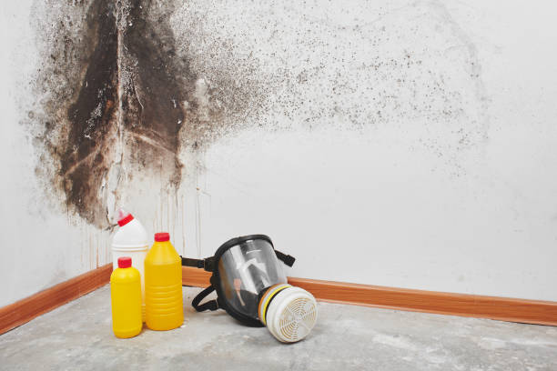 Best Professional Mold Removal  in Browns Mills, NJ