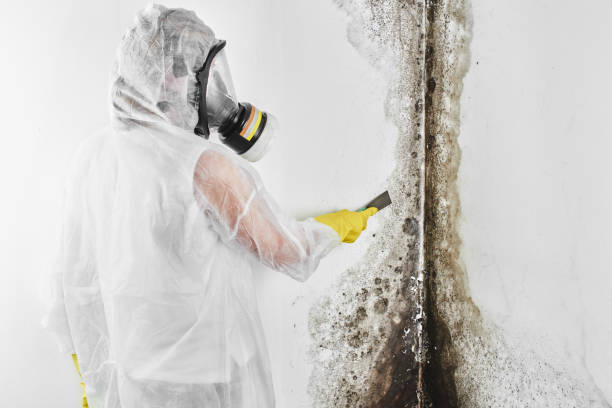 Best Professional Mold Removal  in Browns Mills, NJ