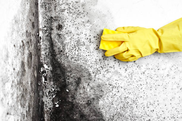 Reliable Browns Mills, NJ Mold Removal Solutions