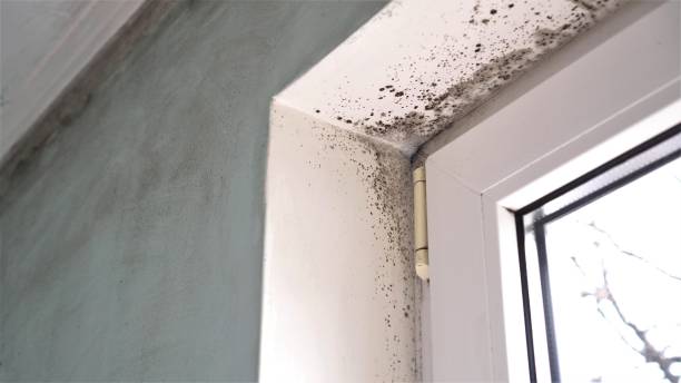 Crawl Space Mold Removal in Browns Mills, NJ