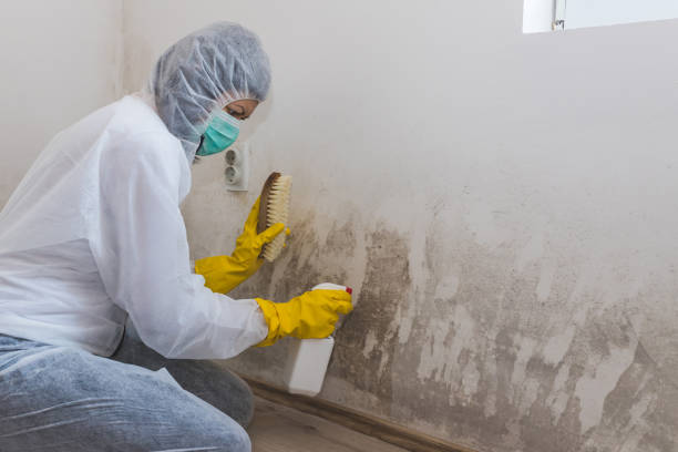 Best Attic Mold Removal  in Browns Mills, NJ