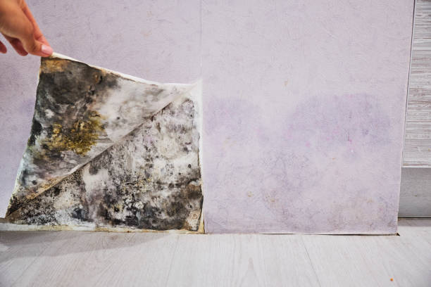 Best Best Mold Removal Companies  in Browns Mills, NJ